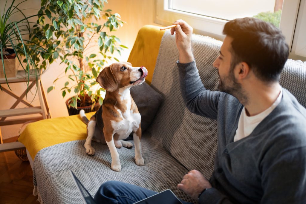 Dog treat