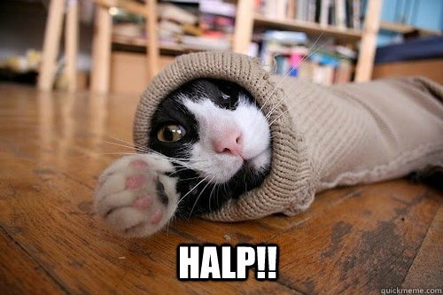 Cat stuck in a sleeve asking for help.
